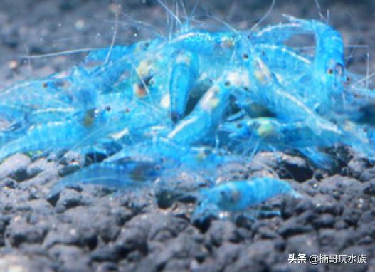 最常见的观赏虾以及饲养知识,观赏虾的饲养与繁殖方法