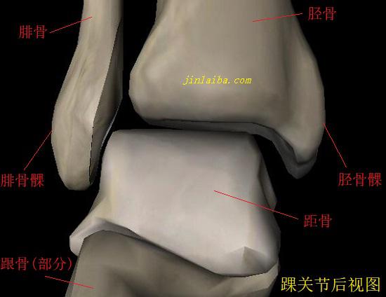 踝关节慢性疼痛,踝关节顽固性慢性炎症