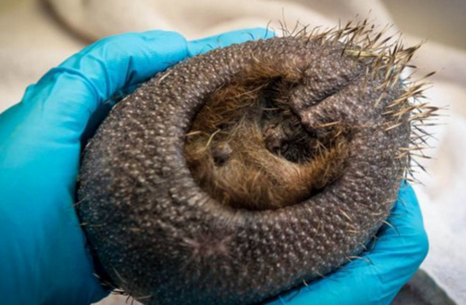 捡到一只野生刺猬,捡到了一只小刺猬后果会怎么样呢