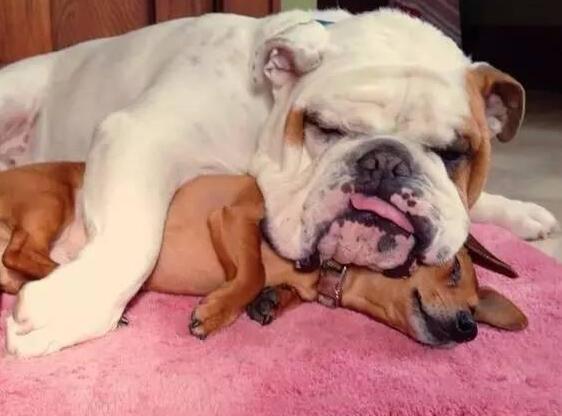 最贪吃狗狗视频,狗狗最爱吃的东西大全