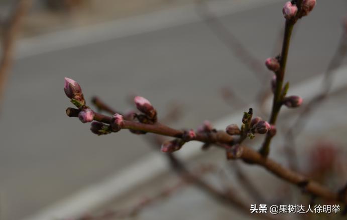 想要果树长好怎么管理,修剪时如何区分桃树的果芽和叶芽