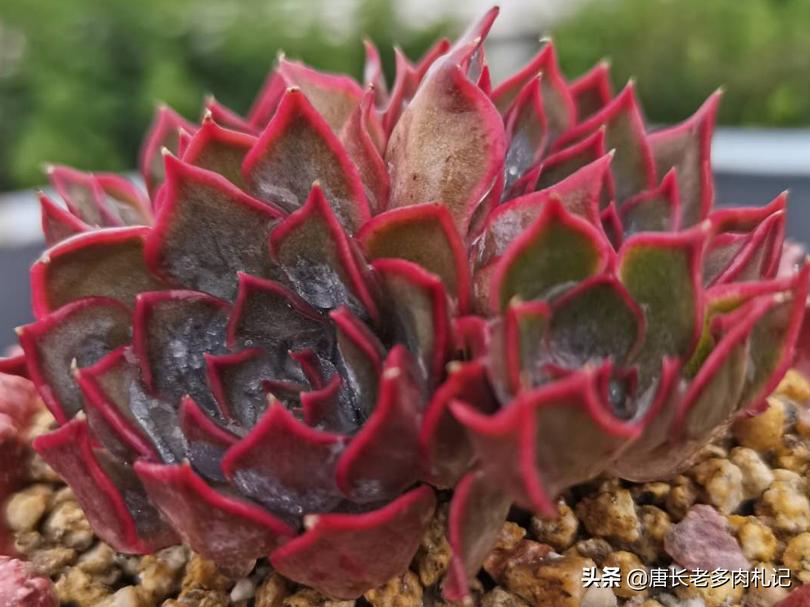 多肉叶片上有疤,多肉叶片有疤是怎么回事