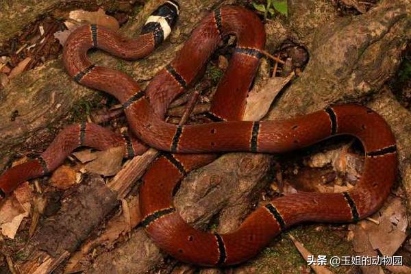珊瑚蛇毒性很强,珊瑚蛇毒性强还是银环蛇毒性强