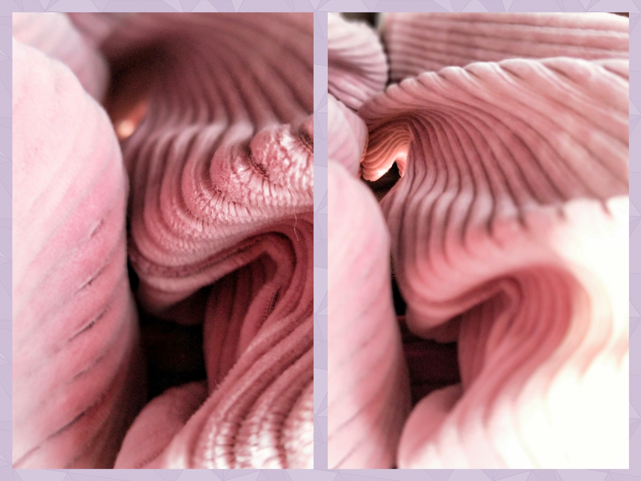 质感摄影视频,质感也是微距摄影的表现