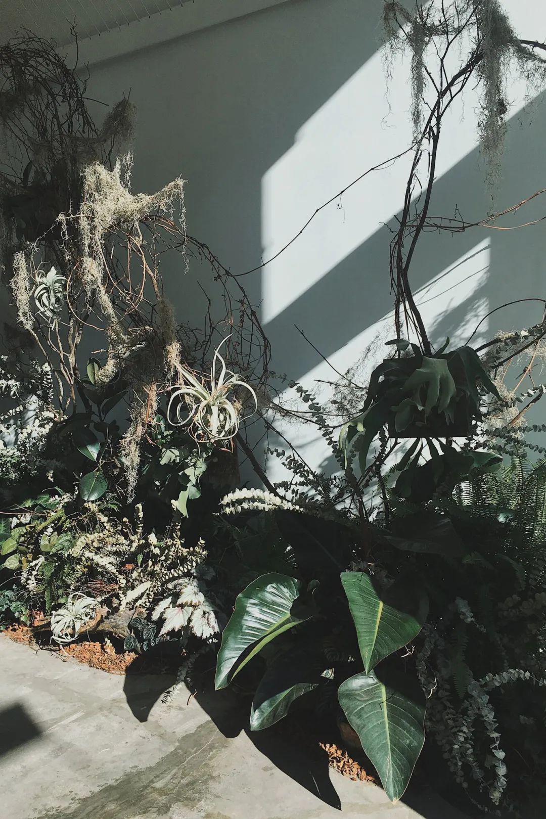 金盆洗手吧，植物杀手们