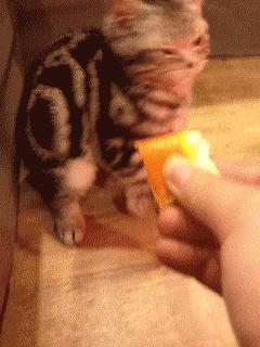 铲屎官想偷吃点零食也太难了吧,铲屎官日常被撒狗粮