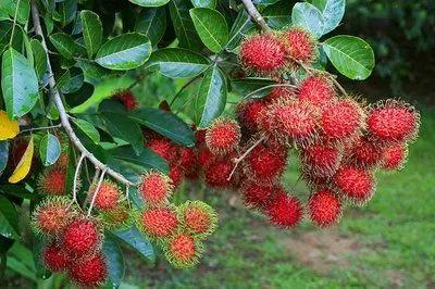 一年四季的时令蔬菜,一年四季的时令水果大全