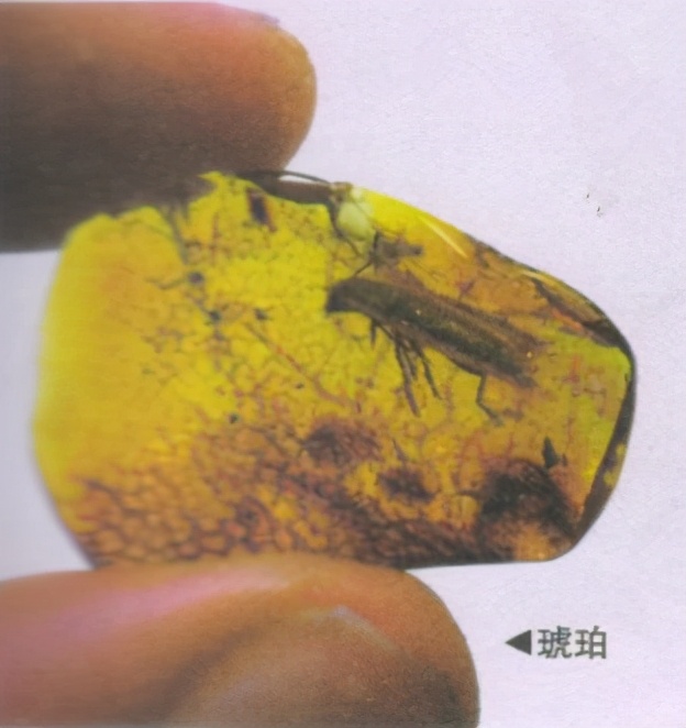 昆虫样子特点,昆虫视觉是什么样的