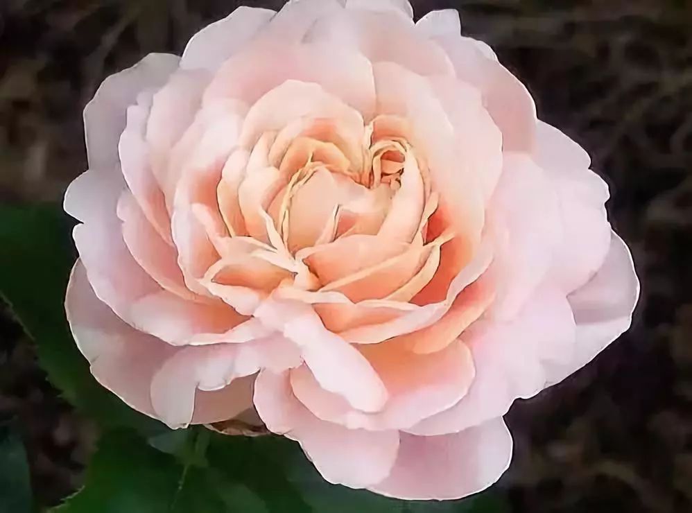 世界上最昂贵的花一朵价值1500万,世界上最高贵的花典雅图文