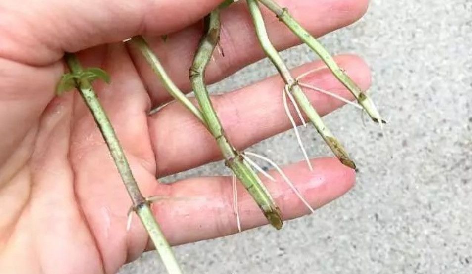 薄荷摘下来种到土里蔫了还能活吗,薄荷根茎可以剪下整个埋在土里吗