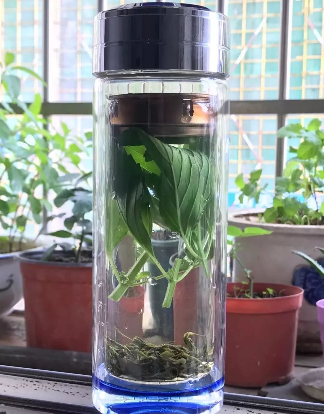 薄荷剪掉插土里放阳光下吗,夏天用不用给薄荷剪枝