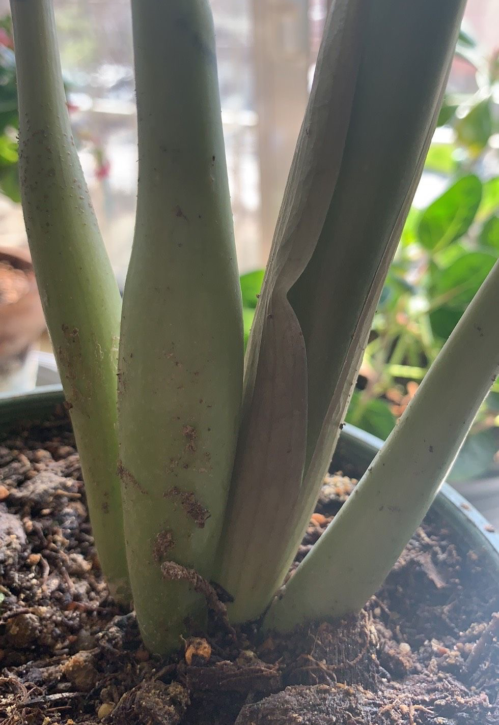 金钱树要怎样养才越养越漂亮,金钱树要怎么养才容易养活视频