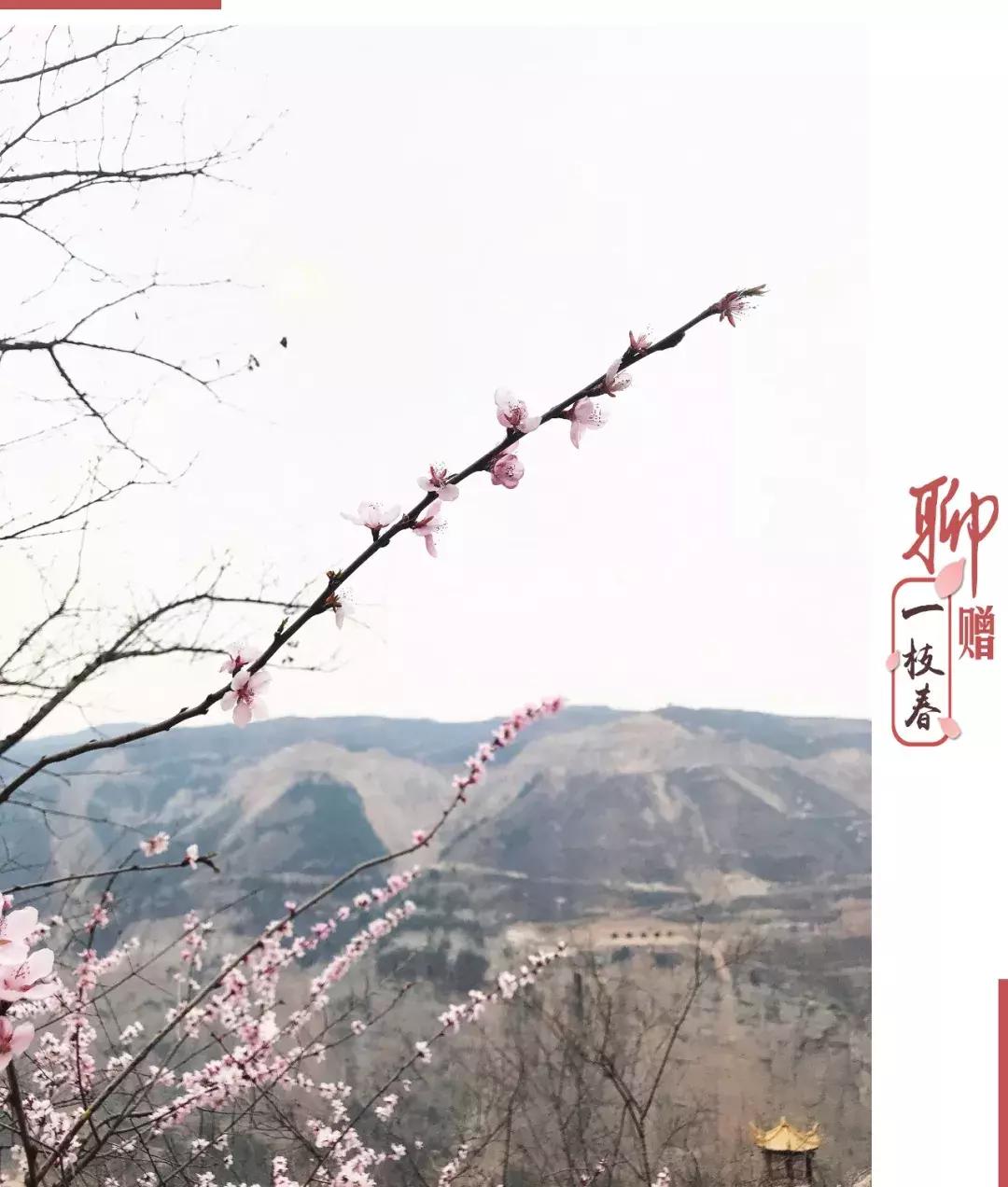 黄河桃花朵朵开,黄河大梯子崖上的风景