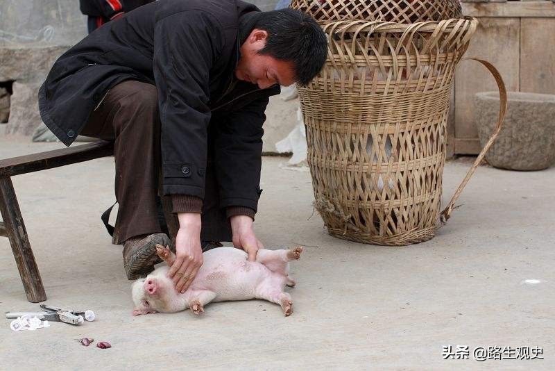 上世纪流行于农村的“走骟”，现已消失，牲口走着走着就被骟掉了