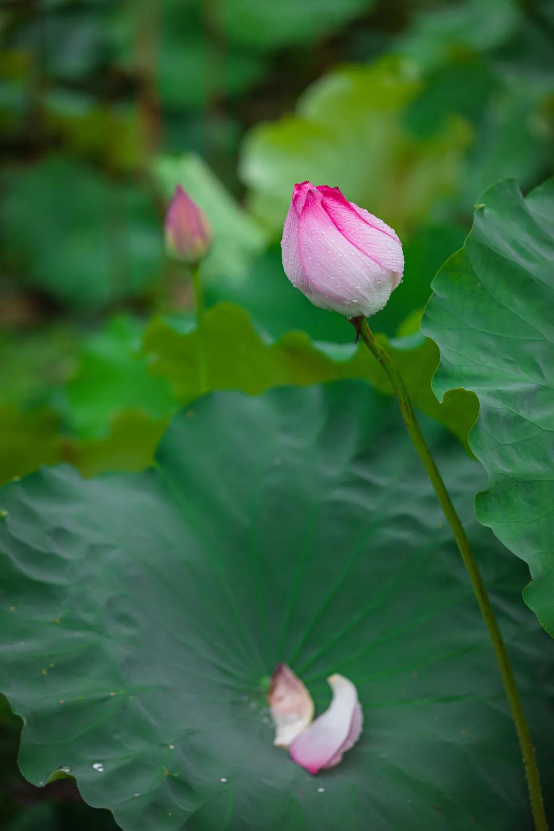 观福建农林大学的荷！赏尽一池清趣