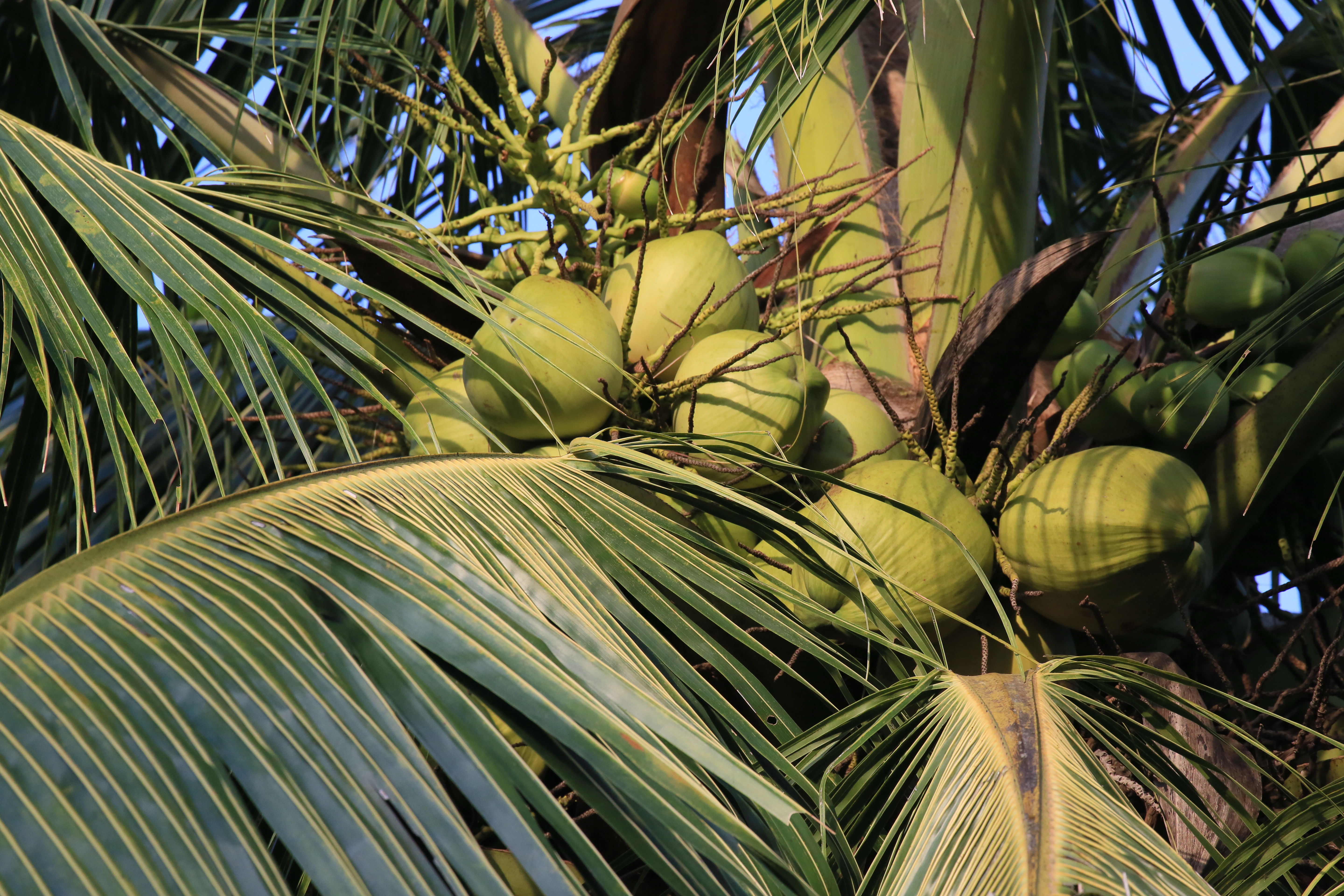 海南兴隆镇有什么旅游景点,海南第一侨乡温泉