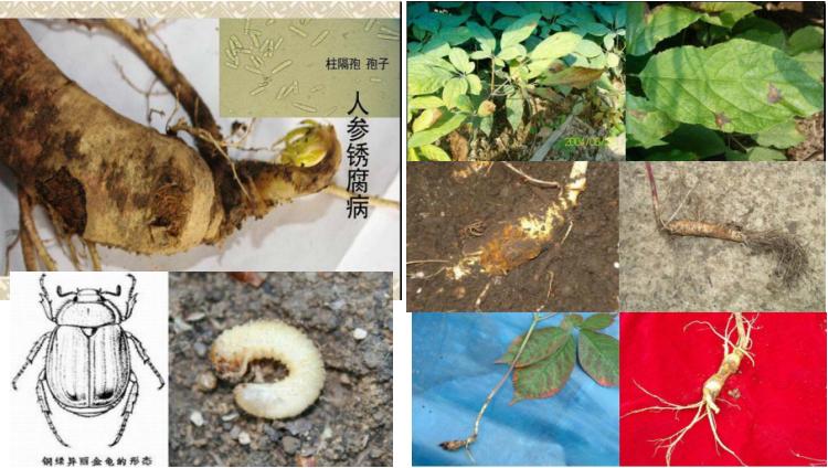 以防为主，综合防治，防好人参“五病一虫”，才能夺高产
