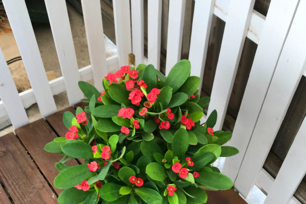 冬天什么时候买花最好,冬天买花注意事项