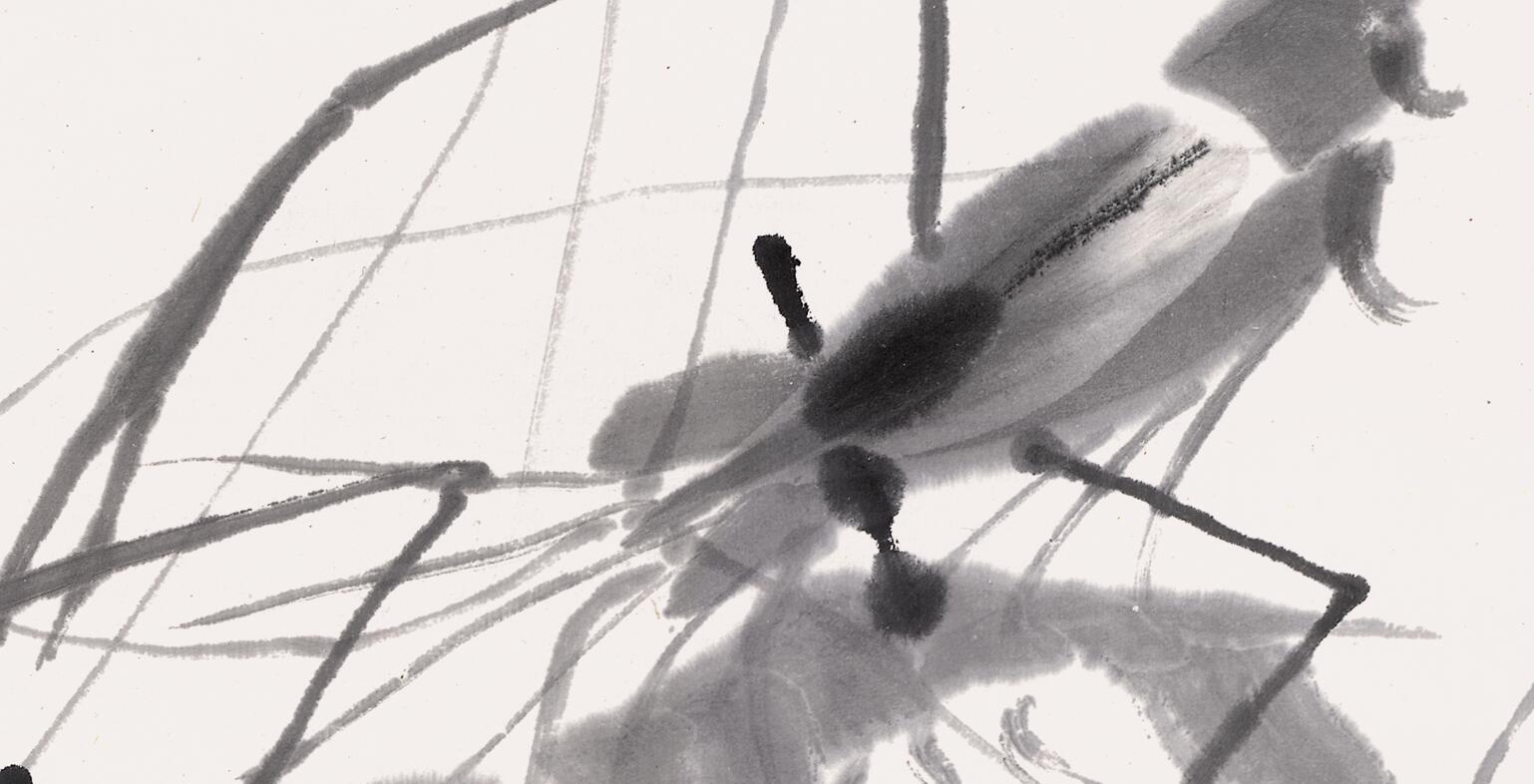 白石老人画虾视频大全,白石老人画虾的感悟