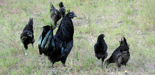 乌鸡中的“*博兰**基尼鸡”全身上下都是黑的，价格高达1.8万元！