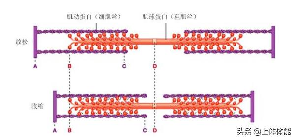 筋膜的秘密图片,筋膜的奥秘深度解析