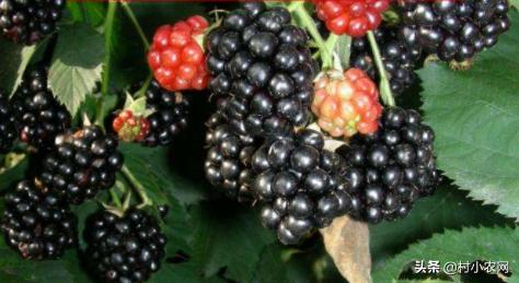 黑莓从种子到成熟,黑莓哪个品种好