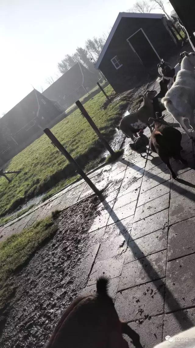 欧洲之旅(十四):优美的荷兰风车村和漂亮的木鞋