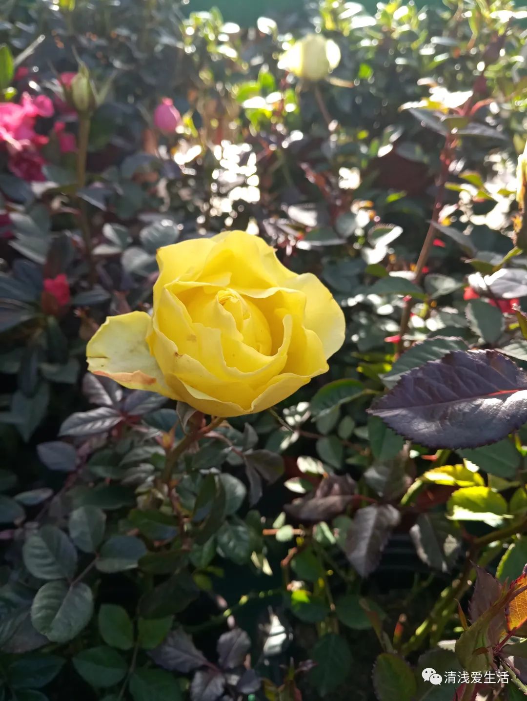 年味十足的花店,花店年味十足