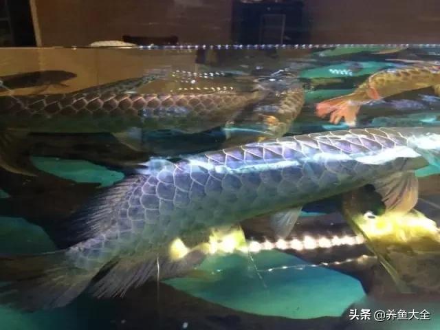 马来西亚买海鲜,怎么样直接从马来西亚购买龙鱼