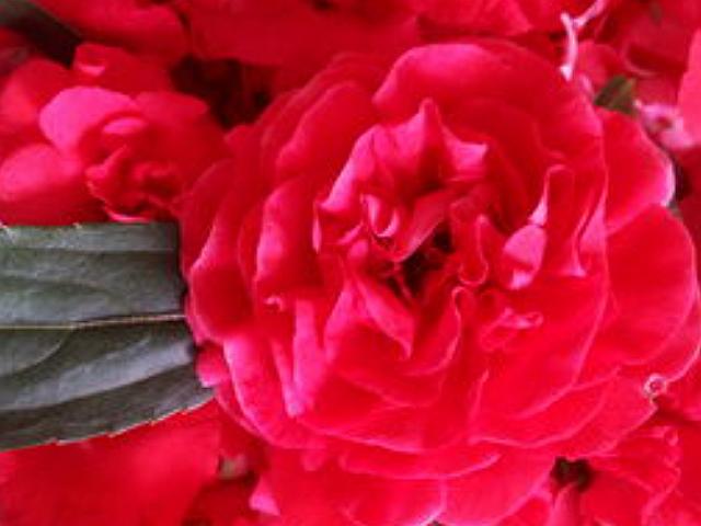 指甲油包红指甲,用老家常用的物品做指甲油