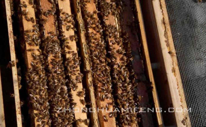 弱蜂群怎么养最好,弱势蜂群秋季如何饲喂