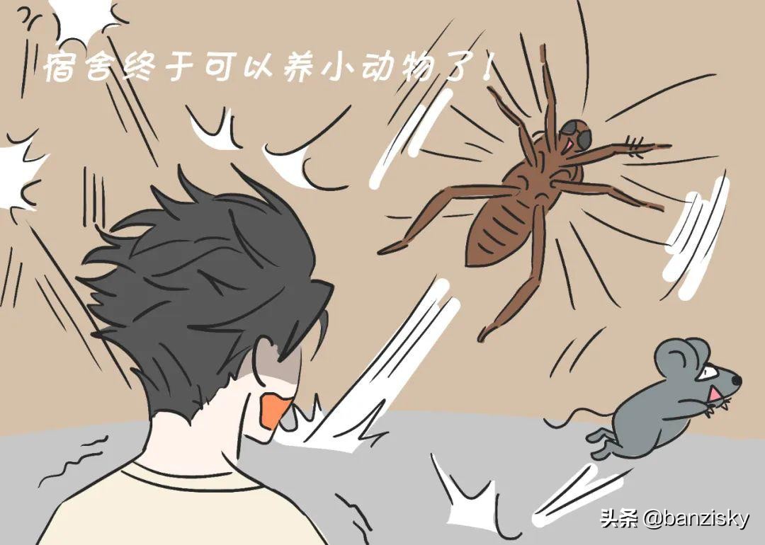 被子长出了木耳，老鼠满地跑，牙刷长了毛，这宿舍该咋收拾啊