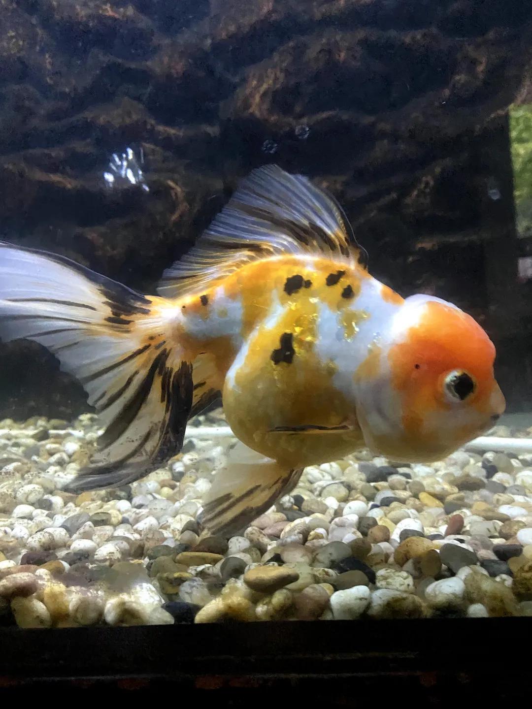 云游动物园金鱼,杭州动物园金鱼种类