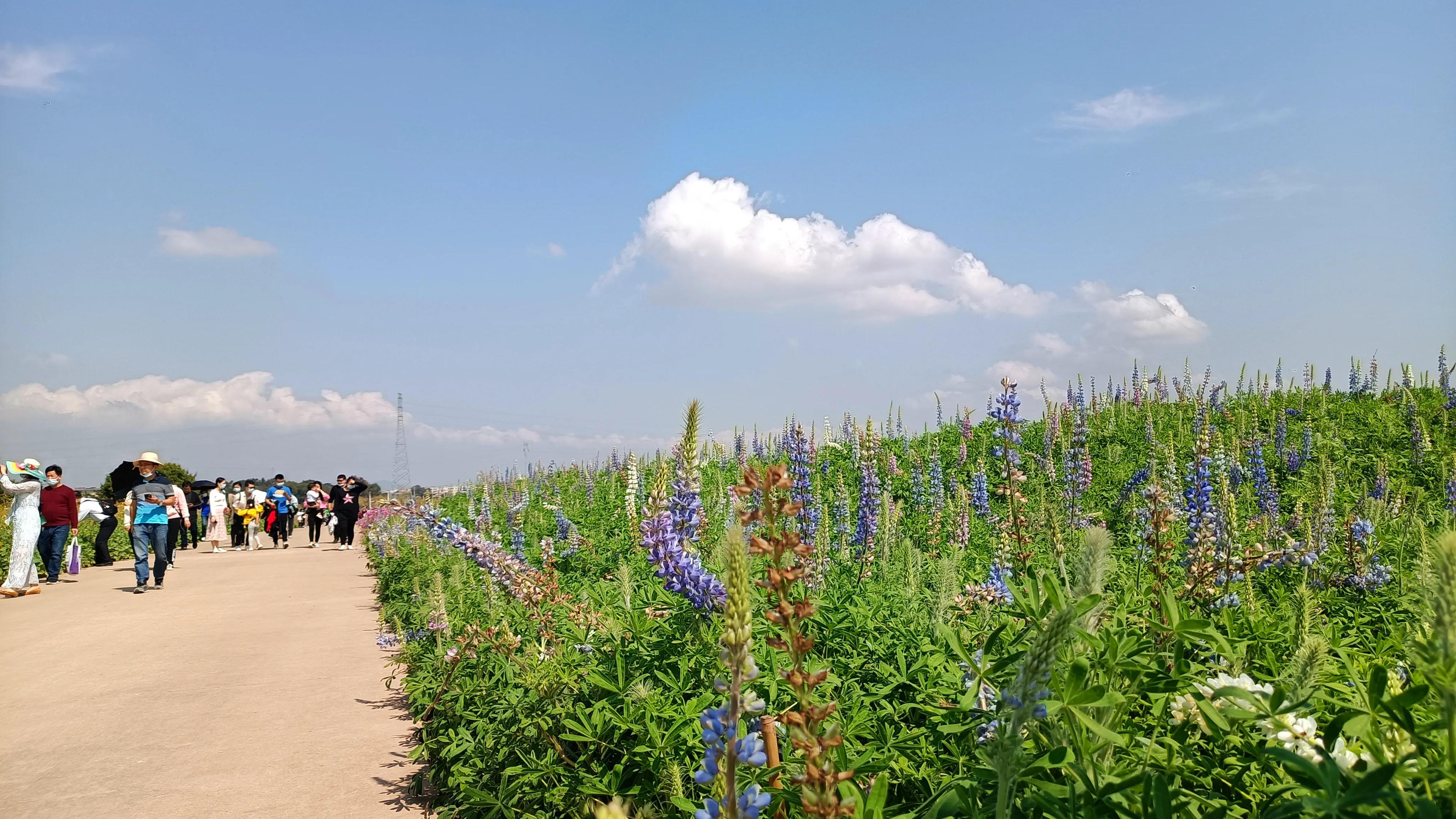 荷花产业园桥头七彩花田花开了吗,桥头荷花产业园七彩花田购票
