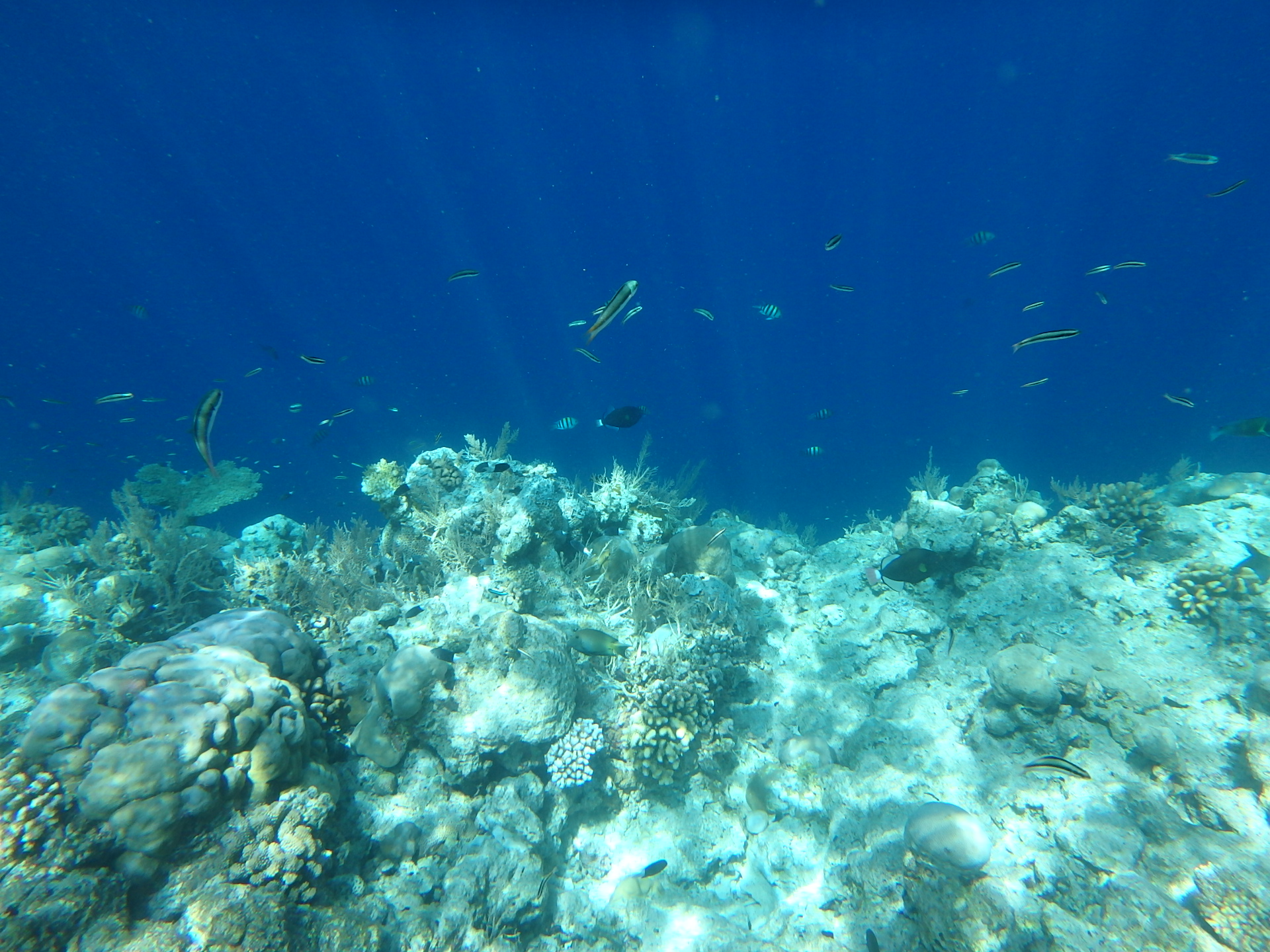 帕劳旅游十大攻略,帕劳上帝的水族箱