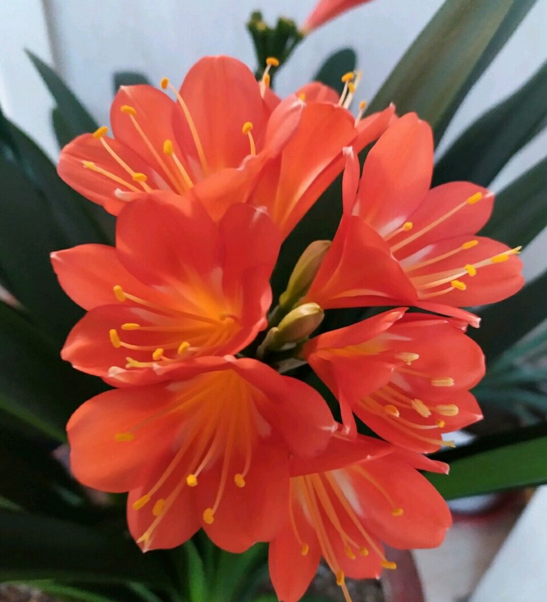 君子兰开花时可不可以浇水,君子兰开花了还需要浇水吗