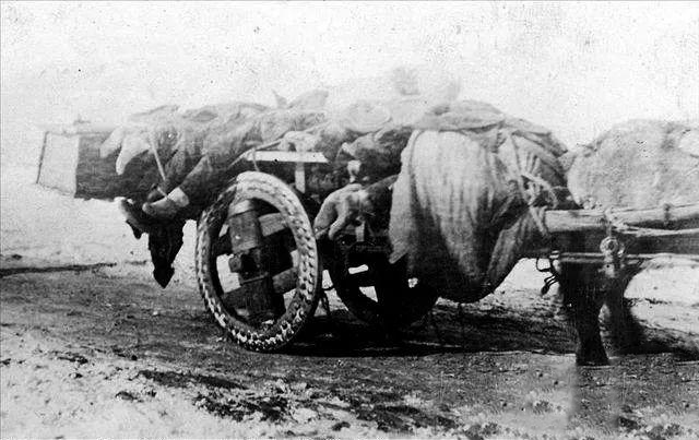 土拨鼠有什么病菌,土拨鼠携带致命鼠疫