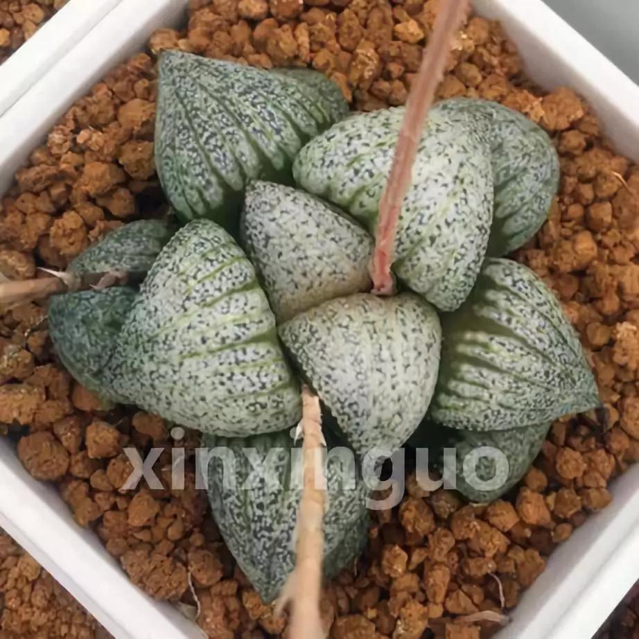 郭氏---台湾行之李瑞斌大棚及布楚礼多肉植物园游记