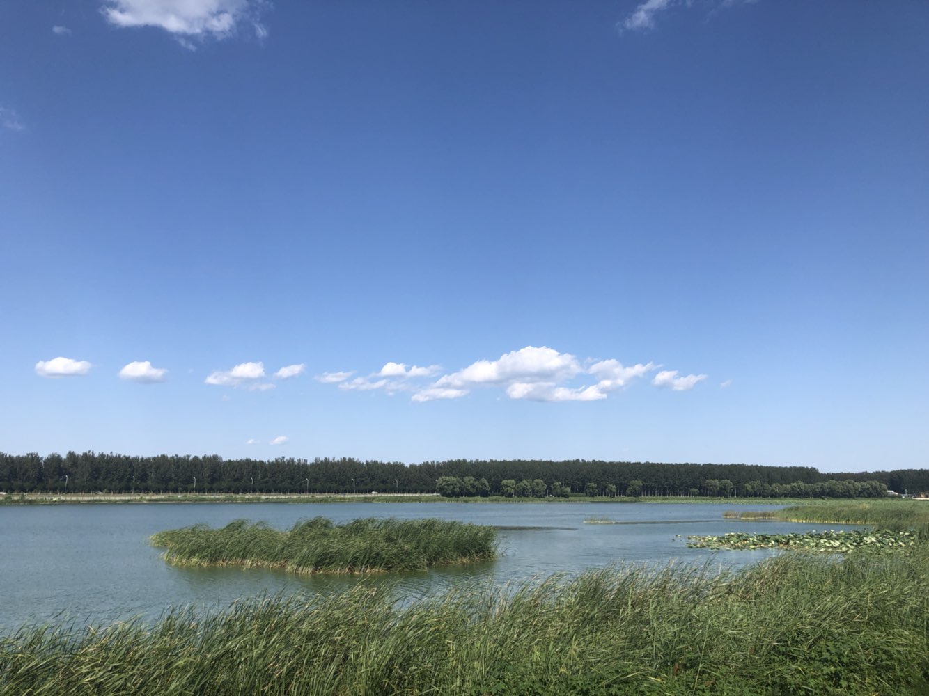 顺义滨河森林公园景观,顺义新城滨河森林公园抖音团购