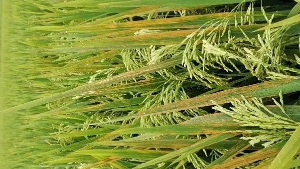 水稻抽穗期有红叶病还能治吗,水稻抽穗扬花期最常见的几种病害