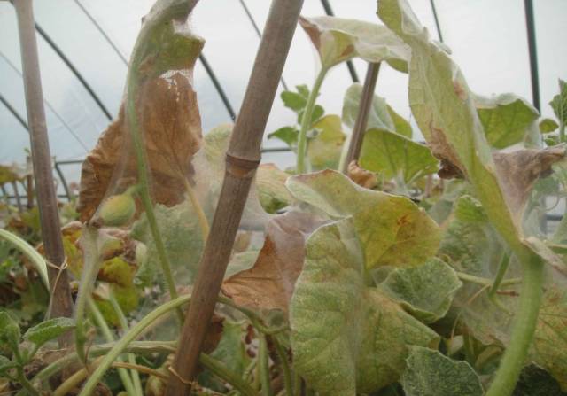 杀虫剂防治仓储害虫的措施有哪些,防治地下害虫的杀虫剂的使用方法