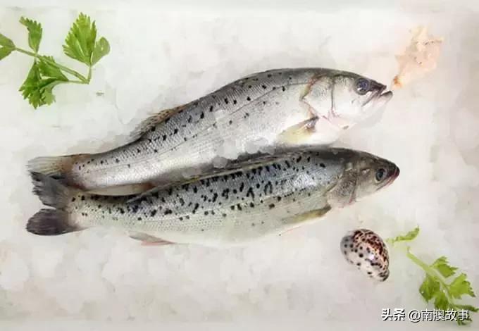 南澳渔民出海最常见的50种海鱼，都吃过，你就能退休了！