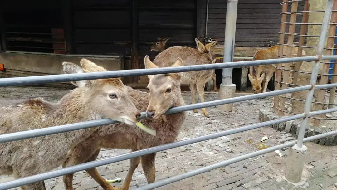 和平公园动物岛还有吗,和平公园可以喂动物吗