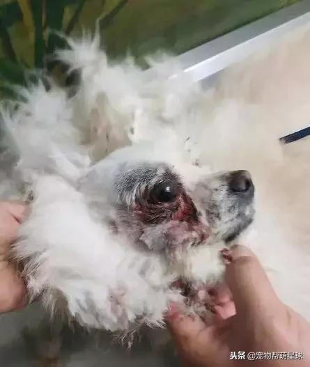 博美小狗被打视频,人们暴打博美犬