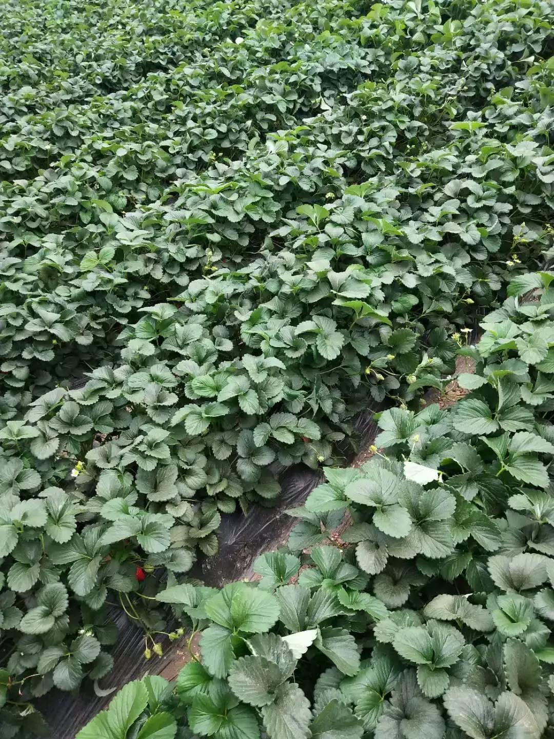 草莓需要控旺但是又缺肥怎么办,草莓给肥前需要控旺吗