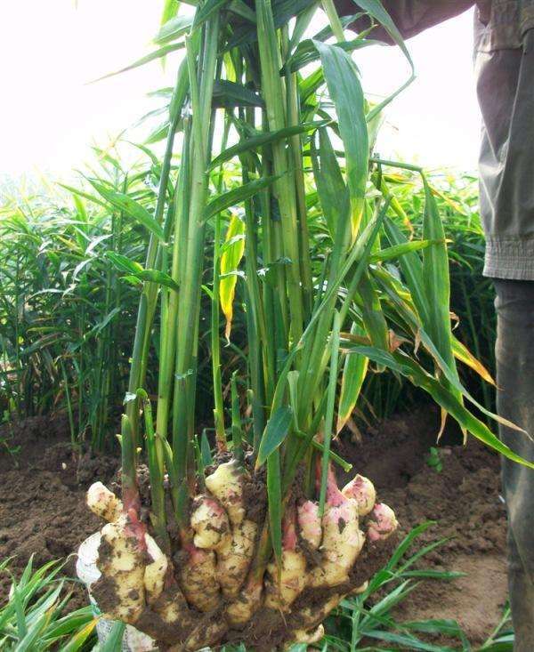 生姜种植的方法和步骤,生姜种植的方法可简单了