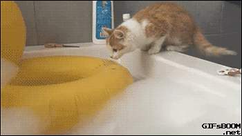 猫得了猫藓怎么办,不用慌,其实没那么复杂!耐心加科普即可