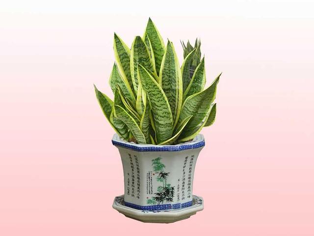 虎皮兰叶片发软还能恢复吗,虎皮兰叶片冻了根能成活吗