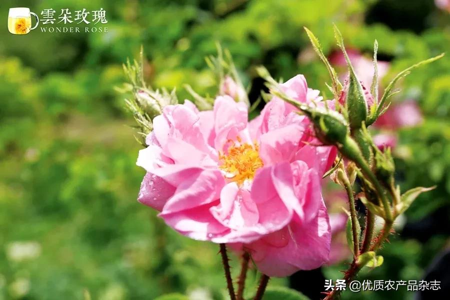 美丽健康、治沙脱贫,打通玫瑰产业链,她的云朵玫瑰开出别样美丽