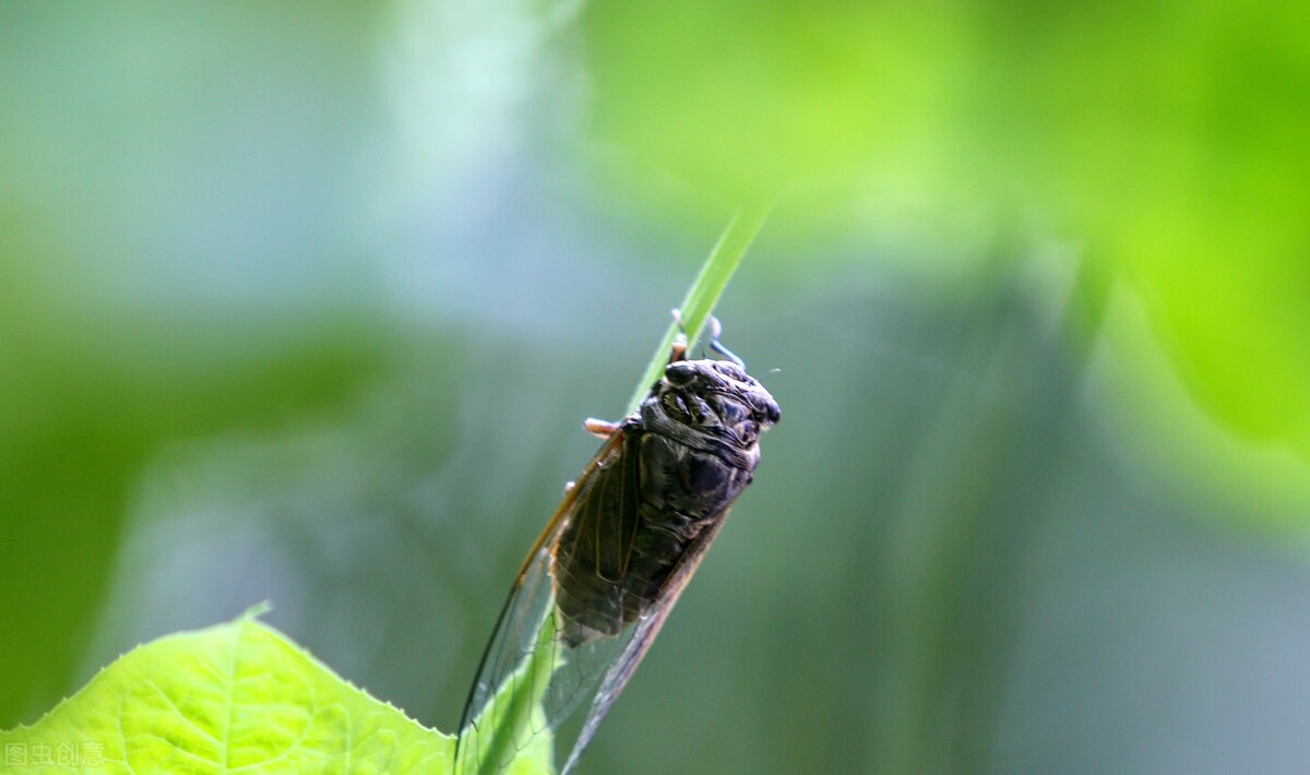 金龟子的昆虫知识,知了星天牛金龟子都是害虫么
